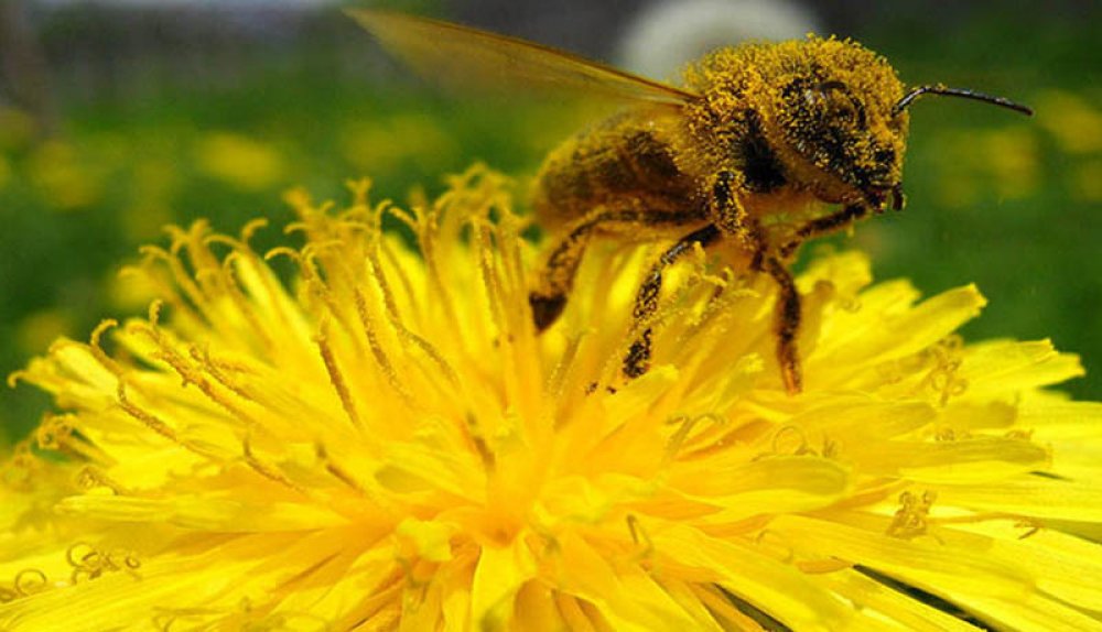 Colmenas de abejas son tan valiosas para la agricultura de