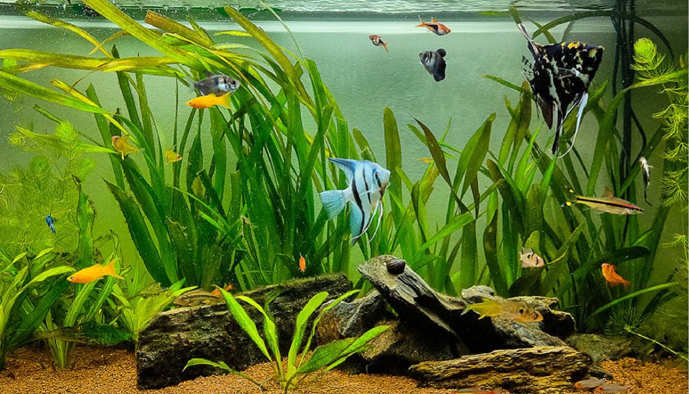 Paisajismo Para Acuarios Plantas De Agua Para Tipo 2 Paisajismo Para Acuarios Plantas De Agua Para Tipo 2
