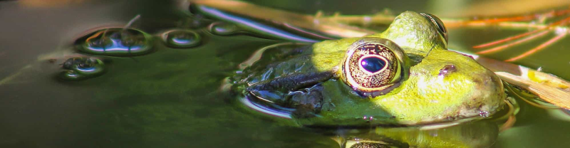 Calidad de agua para anfibios 