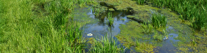 Determinación de parámetros en estanques de biorremediación de aguas contaminadas con hidrocarburos